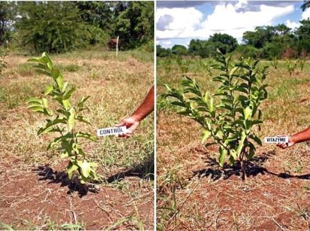 guayaba crecimiento rendimiento mortalidad forestales acelera arbustos frutales rboles plantaciones